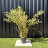 Bambou Non Traçant Fargesia Rufa Hauteur 150 cm