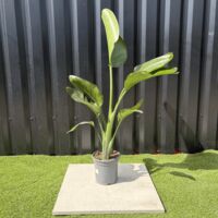 Strelitzia Nicolai Oiseau de Paradis Hauteur 100 cm