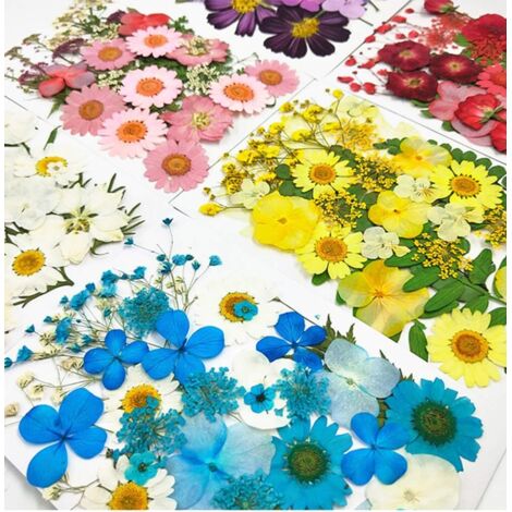 Fleurs Séchées Naturelles Ensemble De Fleurs Séchées Naturelles
