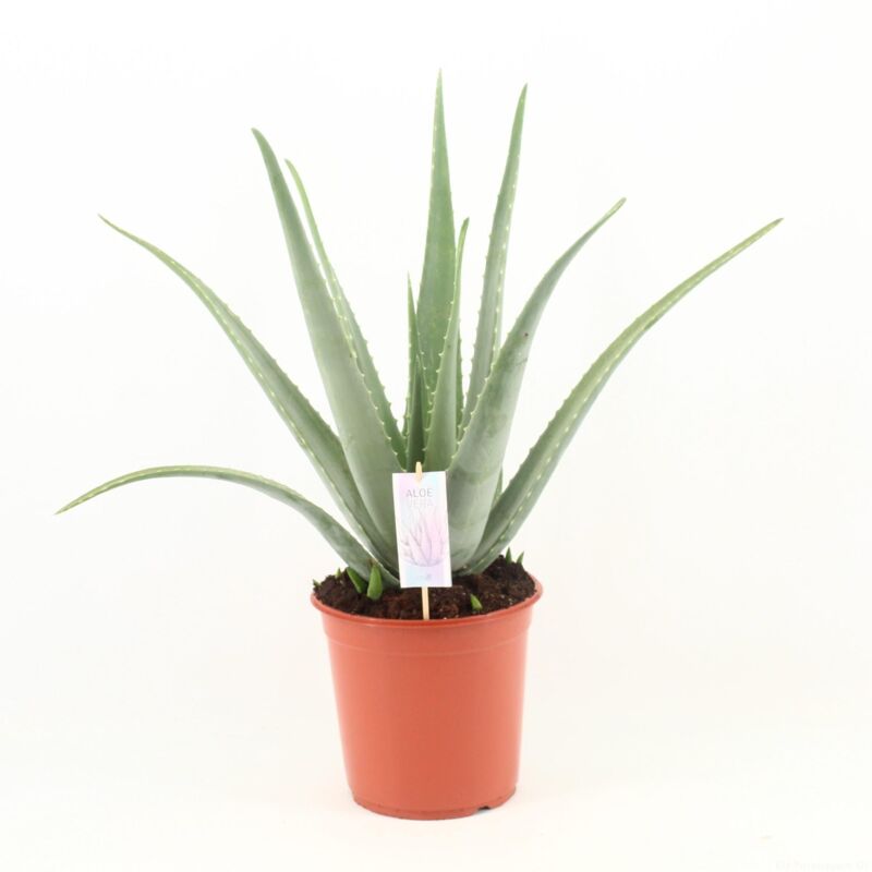 Prix D Une Plante Aloe Vera