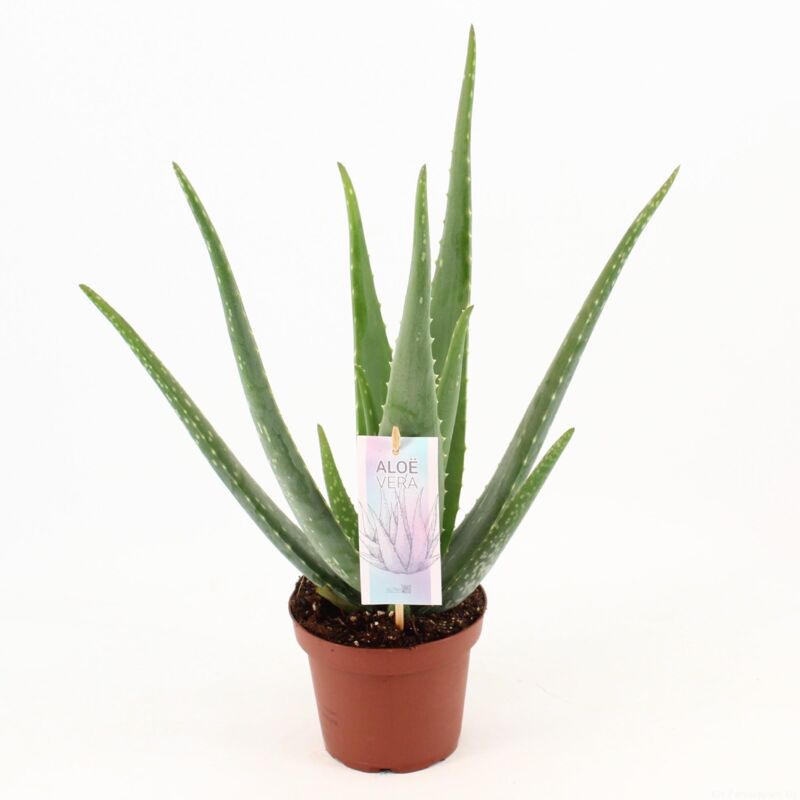 Prix D Une Plante Aloe Vera