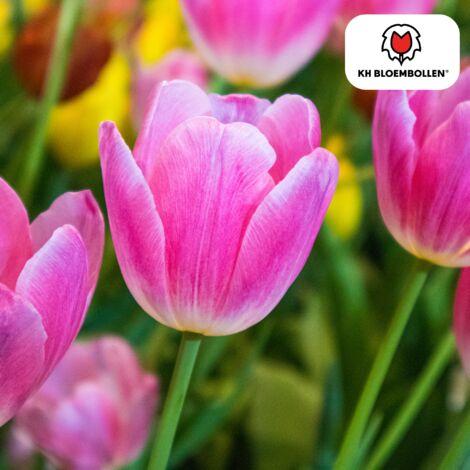 Ail Des Ours Bulbes De Tulipes Yellow Explosion (20 Pièces) Tulipes Jaunes Exclusives De Hollande, Résistantes Au Froid Et Vivaces Pour Le Jardin, Les Pots, Le Balcon D'Amsterdam (gros Bulbes, Pas De