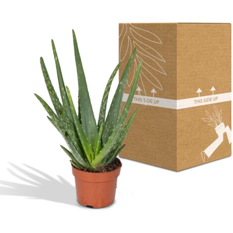 Prix D Une Plante Aloe Vera