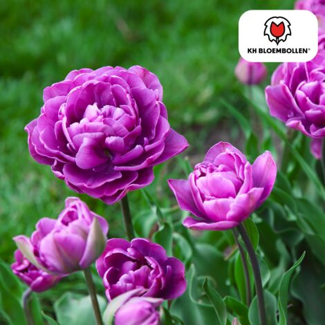 Bulbes De Tulipes Double Lilac White (20 Bulbes) Tulipes Noires Exclusives Des Pays-Bas, Rustiques Et