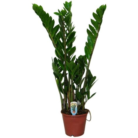 Zamioculca Zamiifolia Plante D’Intérieur Robuste - Belle Plante Verte En Pot 13 Cm, Hauteur 30-40 Cm