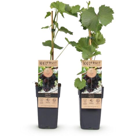 Vigne raisin violet Vitis vinifera Vanessa sans pépins lot 2 plantes