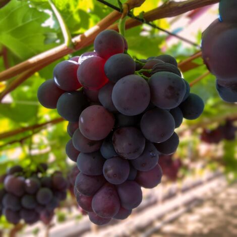 Vigne raisin violet Vitis vinifera Vanessa sans pépins lot 2 plantes