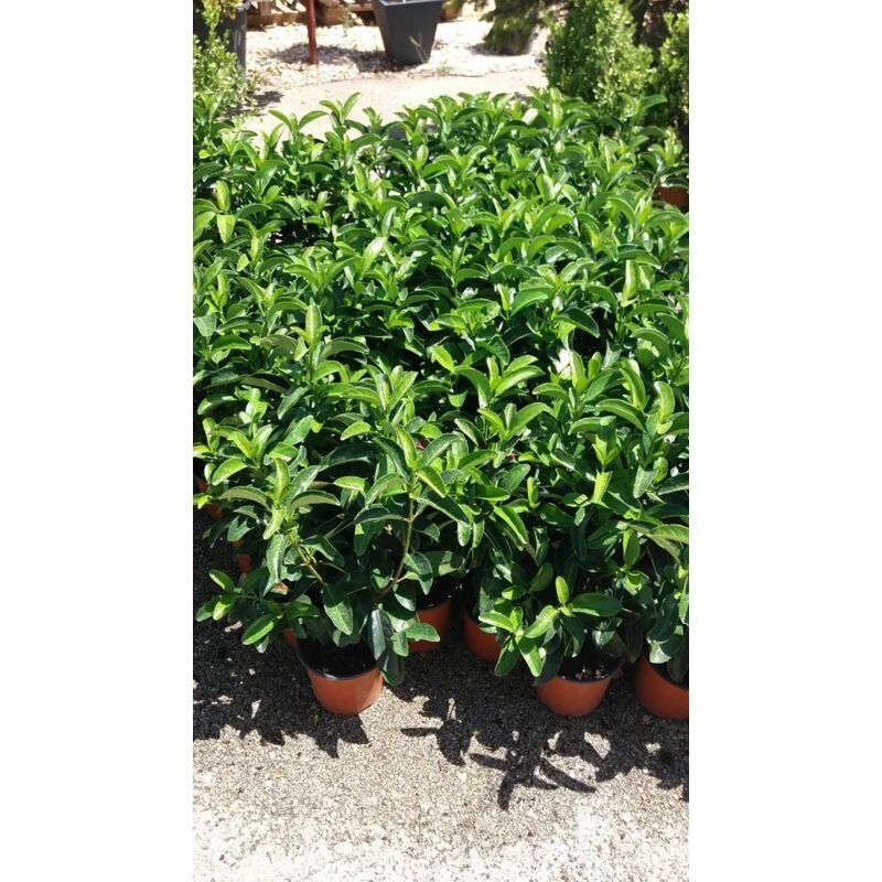 Viburno Lucido In Vaso 18 Cm, 25 Piante Per Siepe, Altezza 40-50 Cm, Resistente Al Freddo E Crescita Veloce