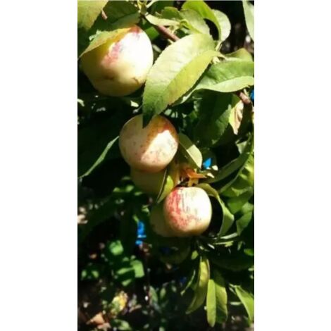 PIANTA DI PESCA NOCE HONEY ROYAL POLPA GIALLA IN VASO (foto reale)