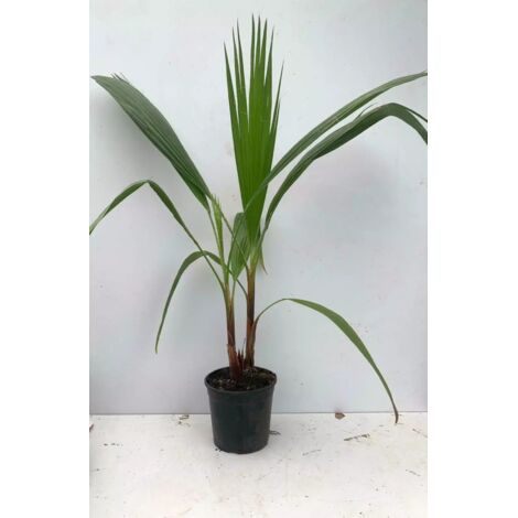 PIANTA DI WASCHINGTONIA ROBUSTA PALMA VASO 24 cm ALTEZZA 150 CM (foto reali)