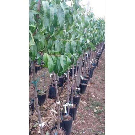 Pianta Di Susino Goccia D'Oro In Vaso 20 Cm, Età 2-3 Anni, Frutti Gialli Dolci E Aromatici, Maturazione Metà Luglio