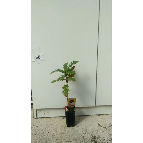 PIANTA DI QUERCUS CERRIS CERRO MICORIZZATA CON TARTUFO T.AESTIVUM (foto reali)