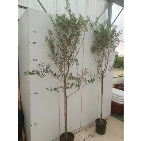 PIANTA DI ULIVO LECCINO ALTEZZA 170/190 CM IN VASO 24 CM (foto reali) anni 4