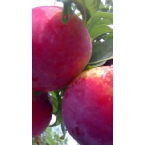 PIANTA DI SUSINO ROSSA D'AUTUNNO IN VASO ANNI DUE ( foto reale) SUSINA 15 OTT.