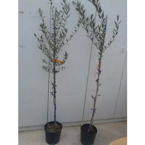 PIANTA DI ULIVO LECCINO ALTEZZA 130/150 CM IN VASO 20 CM (foto reali) INNESTATO