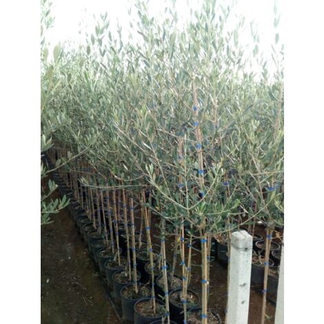 Pianta Di Olivo Arbosana In Vaso Diametro 18 – Vivaio Garden Forest - Foto 13