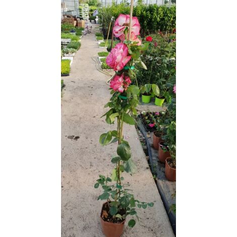 PIANTA DI ROSA RAMPICANTE IN VASO CM 21 (foto reali) colori assortiti
