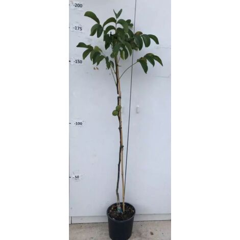 Albero Brachychiton Acerifolius Vaso: Astoncino
