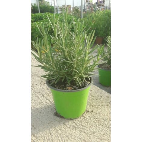 PIANTA DI ROSMARINO ERETTO AROMATICHE vaso 14 cm (foto reali)
