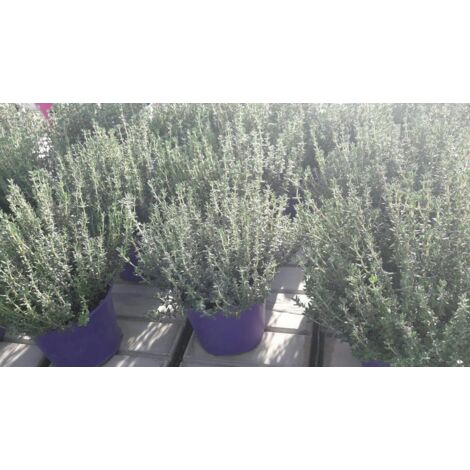 N. 2 PIANTE AROMATICHE DI TIMO TAPPEZZANTE ALTEZZA TRA 20/30 CM (foto reali)