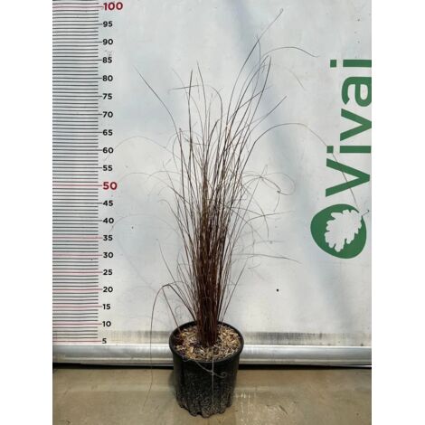 CAREX BUCHANANII pianta graminacea erbacea perenne in vaso da 18 cm
