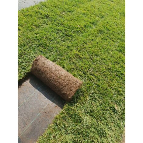 PRATO INGLESE NATURALE A ROTOLI 20 METRI QUADRI ( festuca + poa )