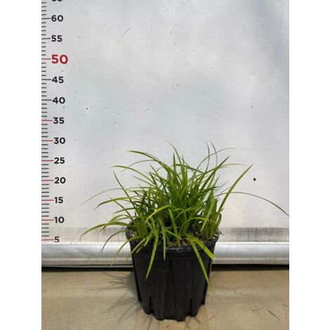 CAREX IRISH GREEN pianta graminacea erbacea perenne in vaso da 18 cm