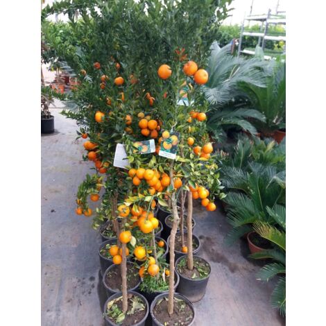 PIANTA ALBERO DI CHINOTTO ALT.100 CM cytrus myrtifolia ( foto reali)