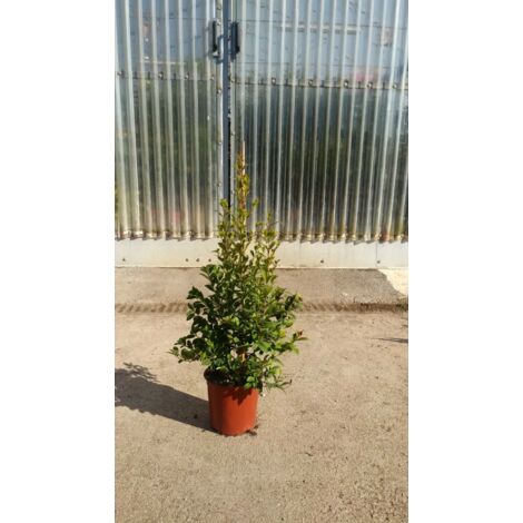 PIANTA DI EUGENIA MYRTIFOLIA NEW PORT IN VASO CM 24 altezza 70 cm (foto reali)
