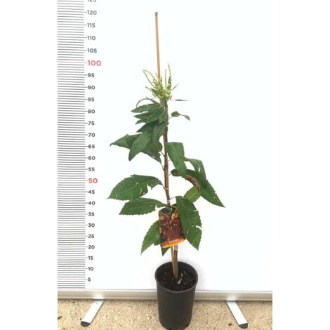 Pianta Albero di CASTAGNO INNESTATO BOUCHE DE BETIZAC castagne FOTO REALE | Leroy Merlin