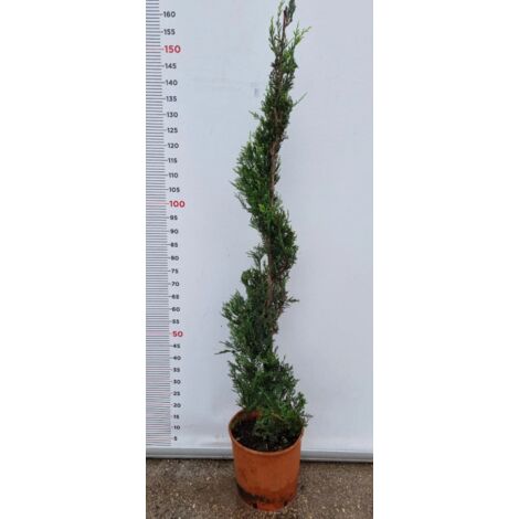 Orecchini e bracciale con cristalli rossi - Gioielli - Orecchini