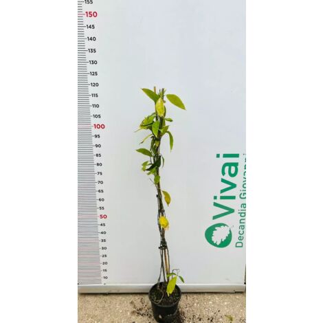 PIANTA DI CESTRUM NOCTURNUM "BELLA DI NOTTE" in vaso (foto reale) h. 80/120