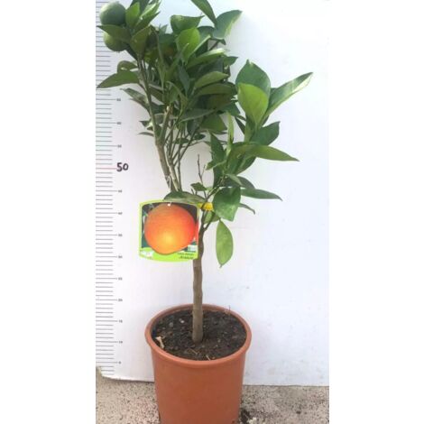KENTIS - Bonsai Calamondino - Citrus Mitis - Mandarino Nano - Pianta Vera da Frutto da Esterno