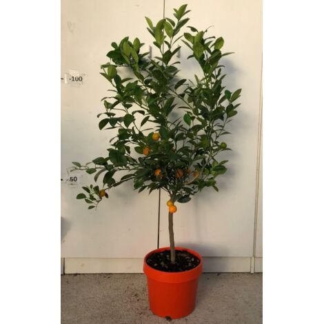 PIANTA DI CALAMONDINO VASO COLORATO 24 cm altezza 90/100 cm (foto reali)
