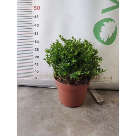 Eremophila Setosa - Pianta Da Esterno Con Fiori Viola, Vaso 18cm, Altezza 70cm - Foto 4