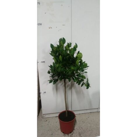 PIANTA DI ARANCIO MORO VASO CM 24 ALTEZZA 80/100 CM (foto reali)