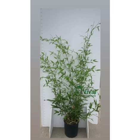 PIANTA DI BAMBU' "phyllostachys aurea " altezza 160/180 cm in vaso 24 cm