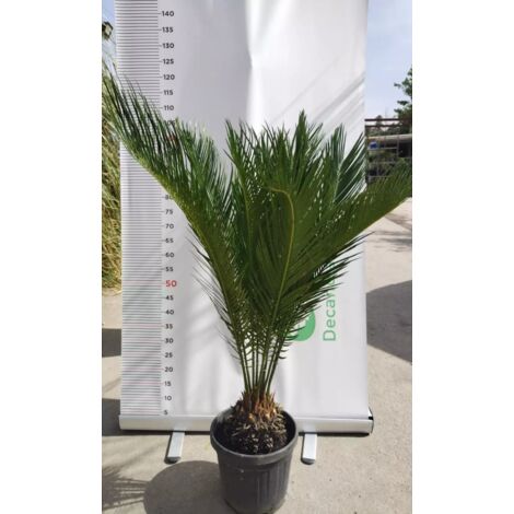 PIANTA DI CYCAS REVOLUTA CICAS PALMA NANA V.24 CM ALTEZZA 60 CM (foto reali)