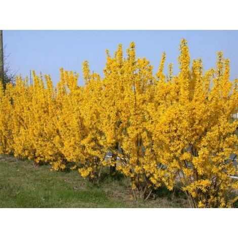PIANTA DI FORSYTHIA LYNWOOD VARIETY VASO 16 CM (foto reale) FIORE GIALLO