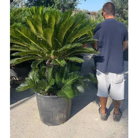 PIANTA DI CYCAS CICAS PALMA NANA in mastello 100 lt (foto reali) " esemplare "