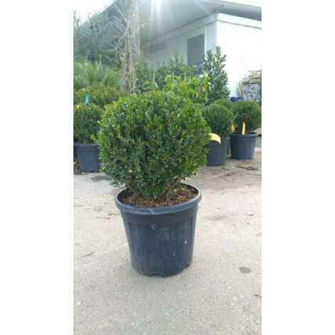 PIANTA DI BUXUS BOSSO FAULKNER A PALLA vaso cm 35 (foto reale)