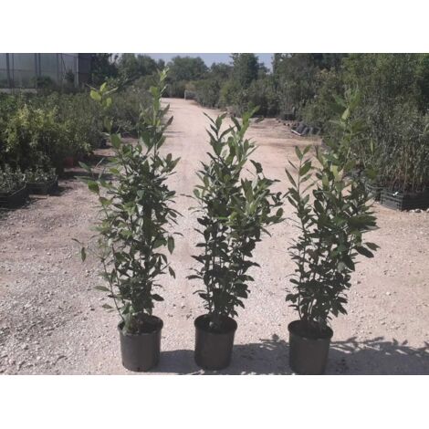 N.2 PIANTE DI ALLORO VASO 20 altezza cm 65/70 cm (foto reali)