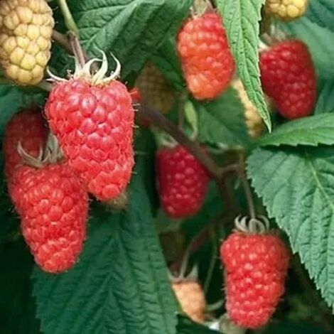 PIANTA DI LAMPONE ROSSO VARIETA' ROSSANA IN VASO 20 CM (foto reale)