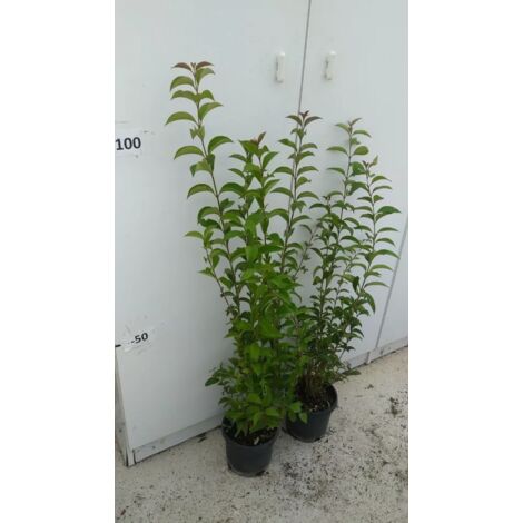 PIANTA DI LIGUSTRUM JAPONICUM VASO CM 18 ALTEZZA 60/70 CM (foto reali)LIGUSTRO