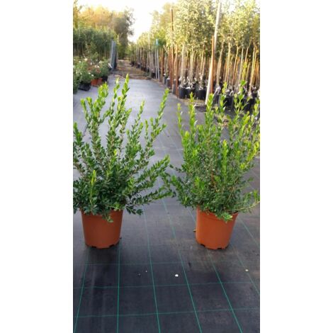 PIANTA DI MIRTO COMUNE vaso 24 a bacca viola altezza 20/30 cm ( foto reali)