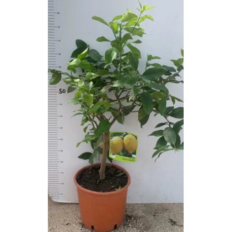 Pianta di LIMONE LUNARIO in vaso 20 cm (foto reali) altezza cm 50/70