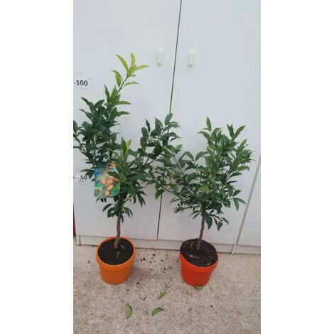 PIANTA DI KUMQUAT (MANDARINO CINESE) vaso 20 cm COLORATO (foto reali)
