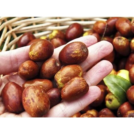 Sentirsi Male Discriminazione Sinewi Goji Coltivazione In Vaso Amazon Messaggio - Foto 11