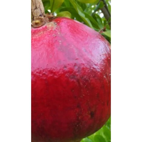 PIANTA DI MELOGRANO "ACCO" (maturazione precoce) altezz 130/160 cm