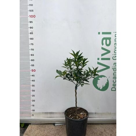 PIANTA DI KUMQUAT IN VASO 20 cm PRE BONSAI mandarino cinese (foto reali)